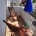 Apartmani Susanj,Bar, , private accommodation in city Bar, Montenegro